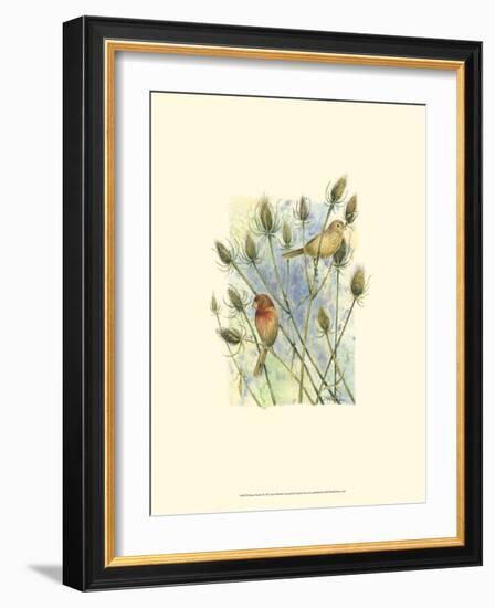 House Finches-Janet Mandel-Framed Art Print