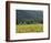 House in the Wine Growing Area of Franschhoek, Cape Province, South Africa, Africa-Yadid Levy-Framed Photographic Print