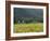 House in the Wine Growing Area of Franschhoek, Cape Province, South Africa, Africa-Yadid Levy-Framed Photographic Print