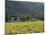 House in the Wine Growing Area of Franschhoek, Cape Province, South Africa, Africa-Yadid Levy-Mounted Photographic Print