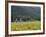 House in the Wine Growing Area of Franschhoek, Cape Province, South Africa, Africa-Yadid Levy-Framed Photographic Print