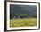 House in the Wine Growing Area of Franschhoek, Cape Province, South Africa, Africa-Yadid Levy-Framed Photographic Print