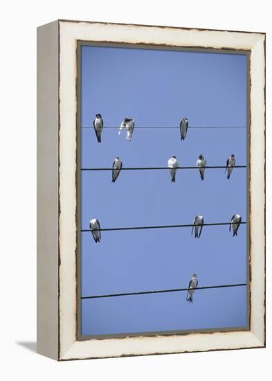 House Martins Gather on Telephone Wires (Delichon Urbicum) France-null-Framed Premier Image Canvas