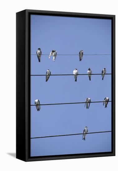 House Martins Gather on Telephone Wires (Delichon Urbicum) France-null-Framed Premier Image Canvas