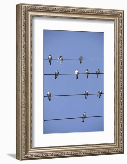 House Martins Gather on Telephone Wires (Delichon Urbicum) France-null-Framed Photographic Print