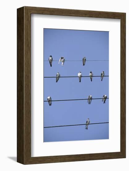 House Martins Gather on Telephone Wires (Delichon Urbicum) France-null-Framed Photographic Print