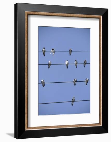 House Martins Gather on Telephone Wires (Delichon Urbicum) France-null-Framed Photographic Print