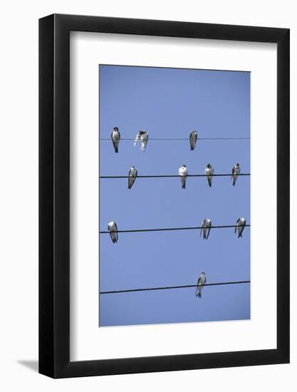 House Martins Gather on Telephone Wires (Delichon Urbicum) France-null-Framed Photographic Print