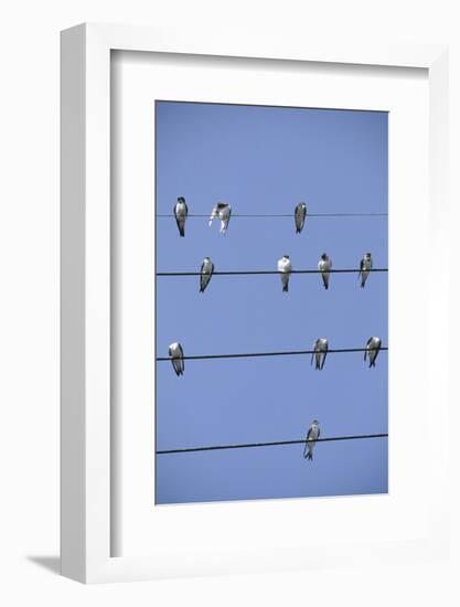 House Martins Gather on Telephone Wires (Delichon Urbicum) France-null-Framed Photographic Print