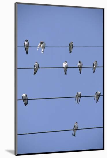 House Martins Gather on Telephone Wires (Delichon Urbicum) France-null-Mounted Photographic Print