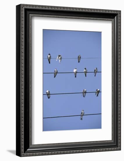 House Martins Gather on Telephone Wires (Delichon Urbicum) France-null-Framed Photographic Print