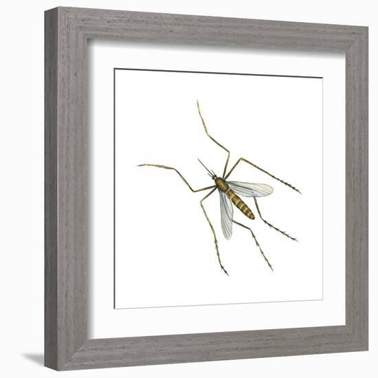 House Mosquito (Culex Pipiens), Insects-Encyclopaedia Britannica-Framed Art Print