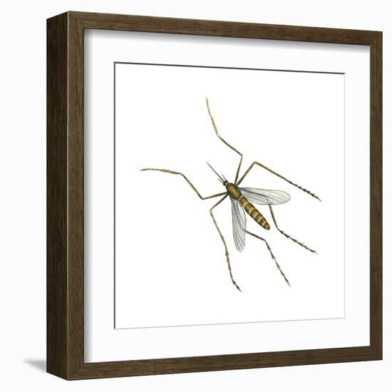 House Mosquito (Culex Pipiens), Insects-Encyclopaedia Britannica-Framed Art Print