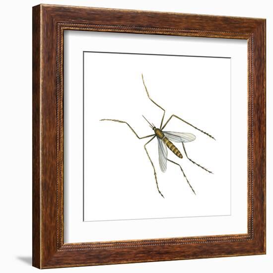 House Mosquito (Culex Pipiens), Insects-Encyclopaedia Britannica-Framed Art Print