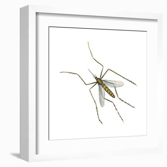 House Mosquito (Culex Pipiens), Insects-Encyclopaedia Britannica-Framed Art Print