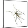 House Mosquito (Culex Pipiens), Insects-Encyclopaedia Britannica-Mounted Art Print
