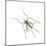 House Mosquito (Culex Pipiens), Insects-Encyclopaedia Britannica-Mounted Art Print