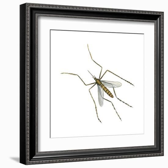 House Mosquito (Culex Pipiens), Insects-Encyclopaedia Britannica-Framed Art Print