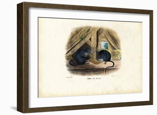 House Mouse, 1863-79-Raimundo Petraroja-Framed Giclee Print