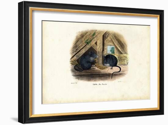 House Mouse, 1863-79-Raimundo Petraroja-Framed Giclee Print