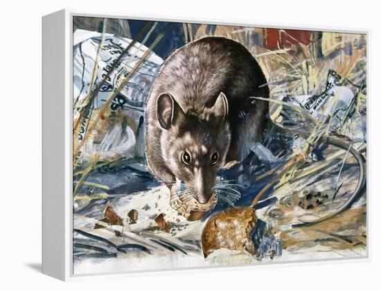 House Mouse (Mus Musculus), Muridae, Drawing-null-Framed Premier Image Canvas