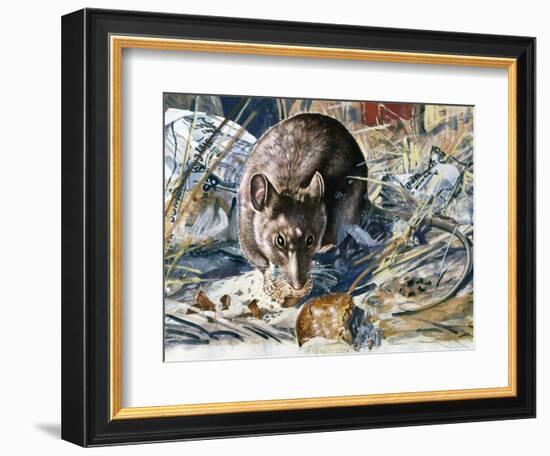 House Mouse (Mus Musculus), Muridae, Drawing-null-Framed Giclee Print