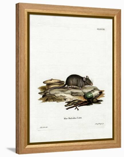 House Mouse-null-Framed Premier Image Canvas