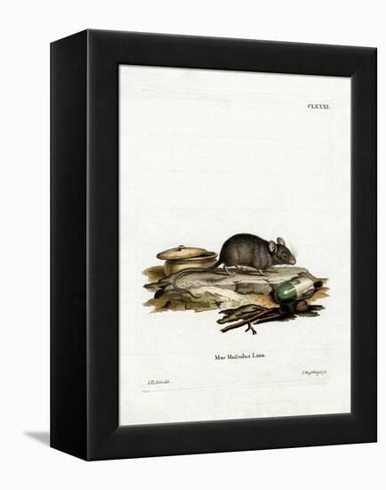 House Mouse-null-Framed Premier Image Canvas