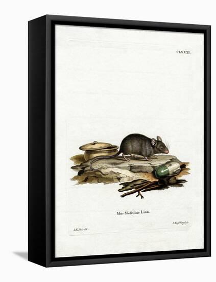 House Mouse-null-Framed Premier Image Canvas
