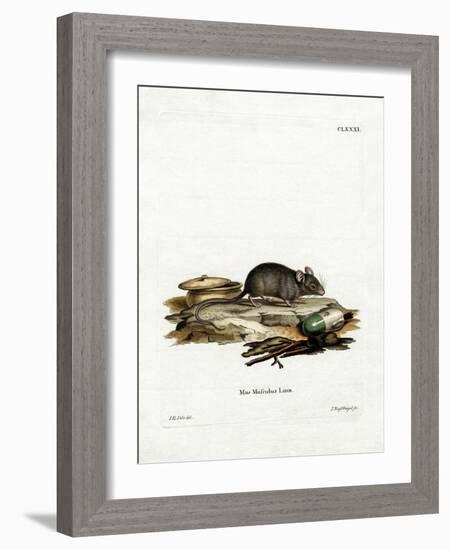 House Mouse-null-Framed Giclee Print