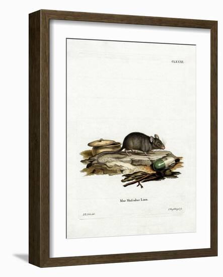 House Mouse-null-Framed Giclee Print