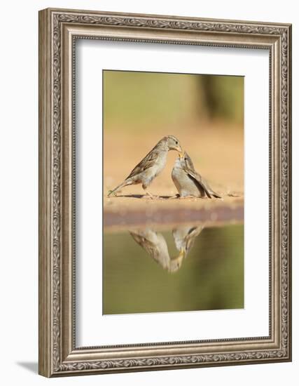 House Sparrow female feeding young, Rio Grande Valley, South Texas, USA-Rolf Nussbaumer-Framed Photographic Print