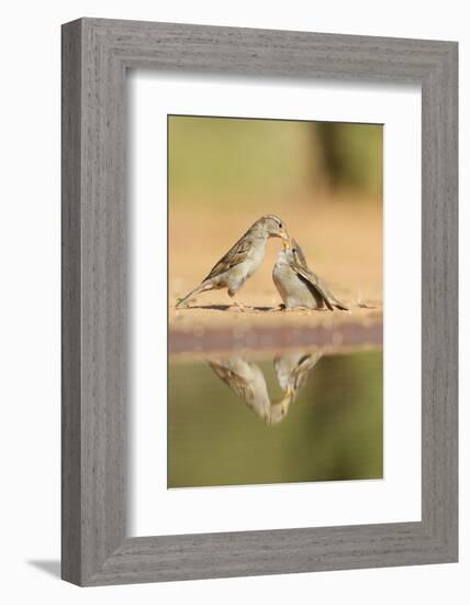 House Sparrow female feeding young, Rio Grande Valley, South Texas, USA-Rolf Nussbaumer-Framed Photographic Print