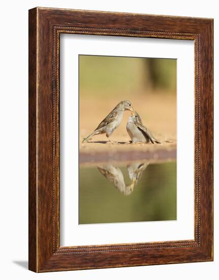 House Sparrow female feeding young, Rio Grande Valley, South Texas, USA-Rolf Nussbaumer-Framed Photographic Print