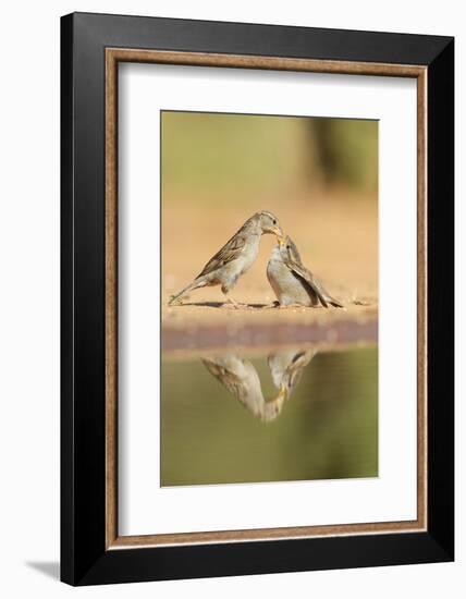 House Sparrow female feeding young, Rio Grande Valley, South Texas, USA-Rolf Nussbaumer-Framed Photographic Print