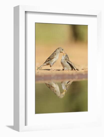 House Sparrow female feeding young, Rio Grande Valley, South Texas, USA-Rolf Nussbaumer-Framed Photographic Print