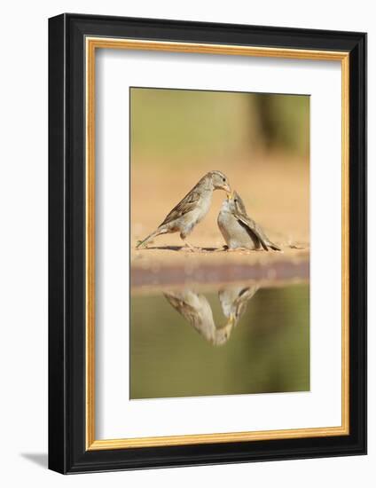 House Sparrow female feeding young, Rio Grande Valley, South Texas, USA-Rolf Nussbaumer-Framed Photographic Print