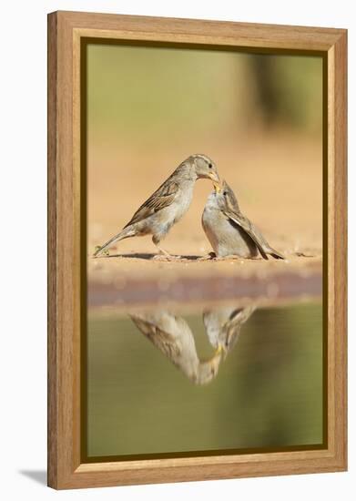 House Sparrow female feeding young, Rio Grande Valley, South Texas, USA-Rolf Nussbaumer-Framed Premier Image Canvas