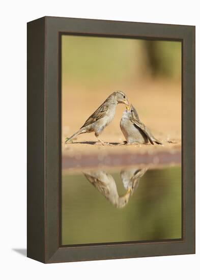 House Sparrow female feeding young, Rio Grande Valley, South Texas, USA-Rolf Nussbaumer-Framed Premier Image Canvas