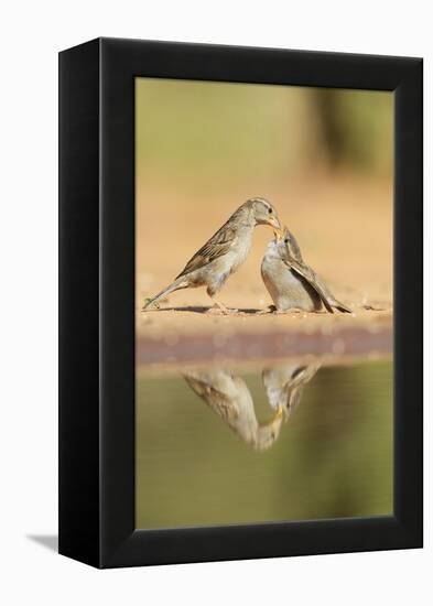 House Sparrow female feeding young, Rio Grande Valley, South Texas, USA-Rolf Nussbaumer-Framed Premier Image Canvas