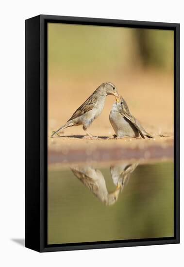 House Sparrow female feeding young, Rio Grande Valley, South Texas, USA-Rolf Nussbaumer-Framed Premier Image Canvas