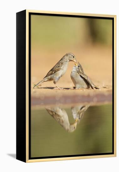 House Sparrow female feeding young, Rio Grande Valley, South Texas, USA-Rolf Nussbaumer-Framed Premier Image Canvas