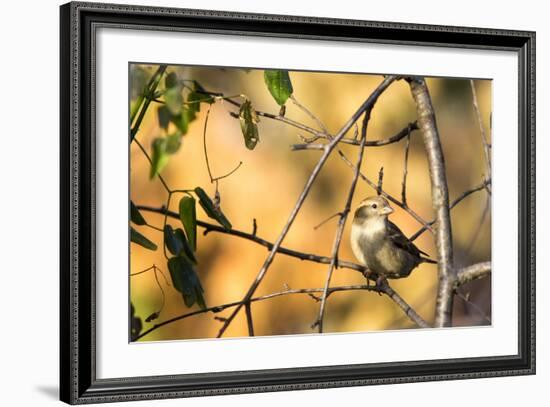 House Sparrow in Defiance, Ohio, USA-Chuck Haney-Framed Photographic Print