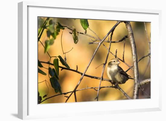 House Sparrow in Defiance, Ohio, USA-Chuck Haney-Framed Photographic Print