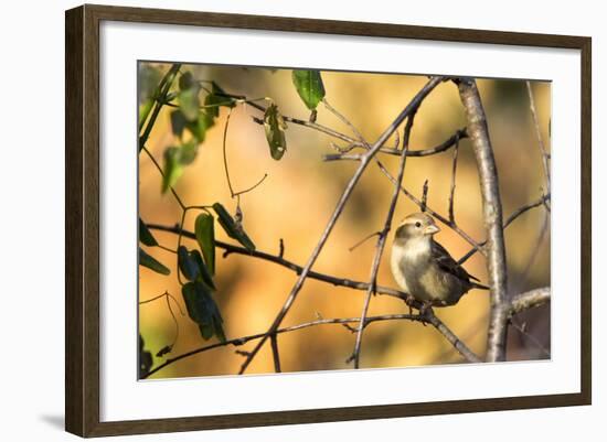 House Sparrow in Defiance, Ohio, USA-Chuck Haney-Framed Photographic Print