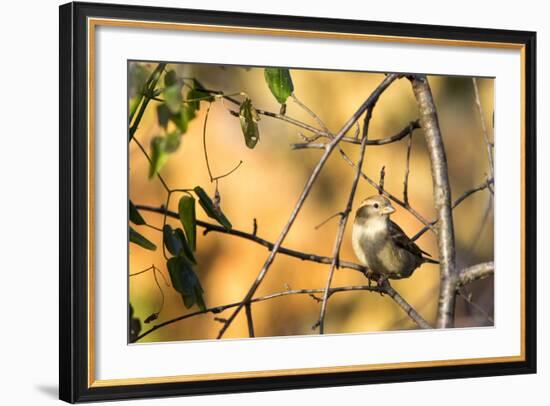 House Sparrow in Defiance, Ohio, USA-Chuck Haney-Framed Photographic Print