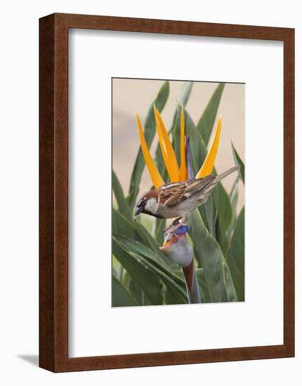 House Sparrow on Bird of Paradise-Hal Beral-Framed Photographic Print