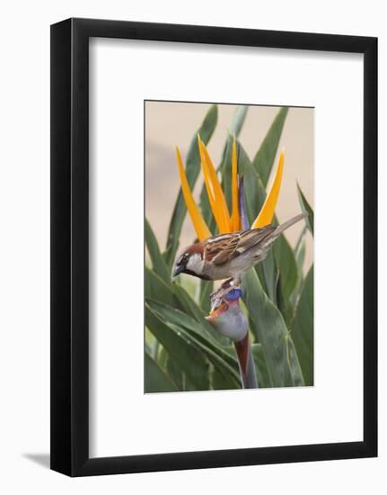 House Sparrow on Bird of Paradise-Hal Beral-Framed Photographic Print