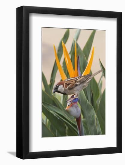 House Sparrow on Bird of Paradise-Hal Beral-Framed Photographic Print