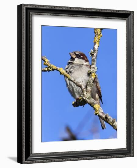 House Sparrow (Passer Domesticus), United Kingdom, Europe-Ann & Steve Toon-Framed Photographic Print